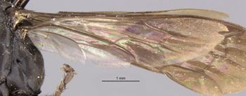 Media type: image;   Entomology 13699 Aspect: Wing hind